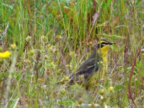 aleshchenko_fauna_kolyma