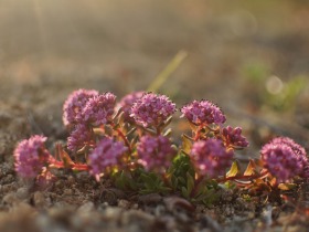 aleshchenko_flora_kolyma