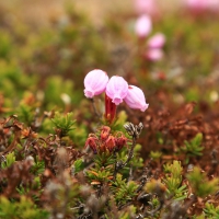 gallery_pitnet_ru_1404820909