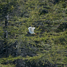Белокрылая цапля, устье реки. Магаданки, 02.06. 2011 год.