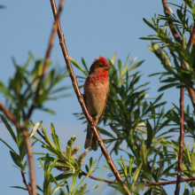 Самец чечевицы, п. Штурмовой, 24.06. 2011 год.