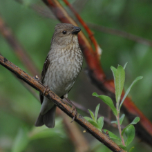 Самка чечевицы, п. Матросова, 04.07. 2011 год.