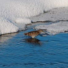 Горный дупель - единственный кулик, зимующий на Северо-Востоке. Устье Угликана, 23.02.2015 год.