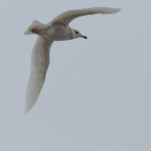 Молодая полярная чайка, бухта Нагаева, 22.04. 2013 год.
