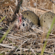 В гнезде сизой чайки, окрестности посёлка Ола, 12.07. 2015 год.