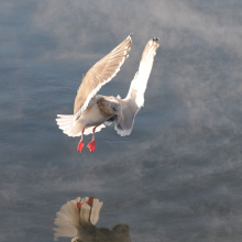 Тихоокеанская чайка, бухта Нагаева, 14.11. 2012 год.