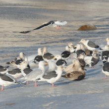 Тихоокеанские чайки и бургомистры в бухте Нагаева, 13.11. 2011 год.