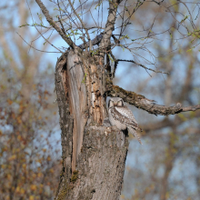 Самка ястребиной совы, окрестности посёлка Ола, 08.06. 2013 год.