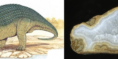 Nodosaurus. Агат, кварц, Ольское плато.