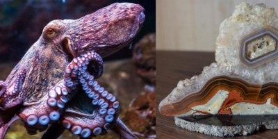 Octopus. Карнеол, агат, кварц, р. Канэнмывеем (Чукотка).