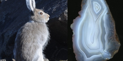 Snow Hare. Агат, Тиманский кряж.