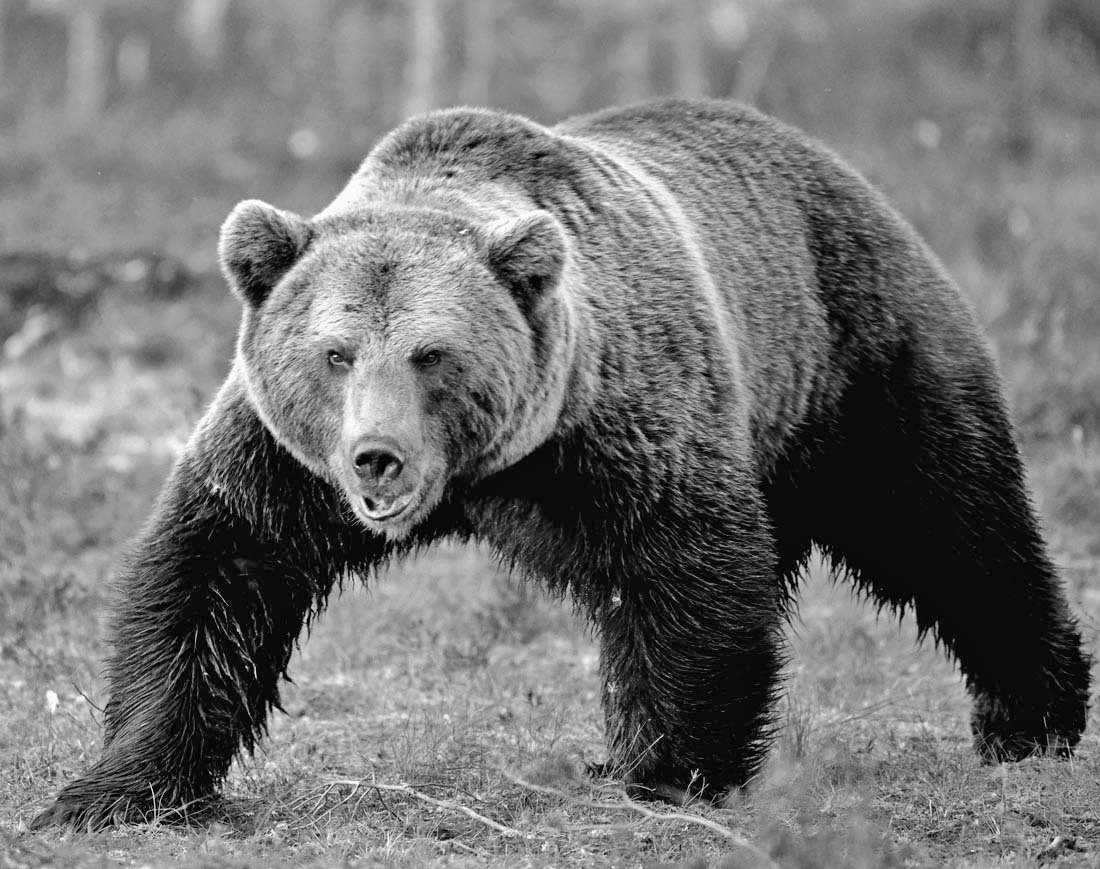 Бурый медведь. Фото из свободных источников.
