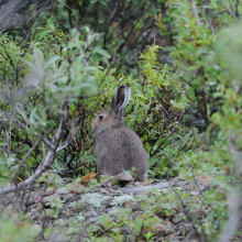 Молодой заяц-беляк в верховьях реки Алькатваам (северная Корякия), 11.08. 2013 год.