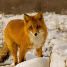 malyukov_fauna