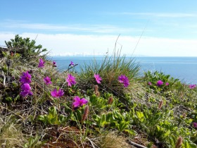 meshcheryakov_flora