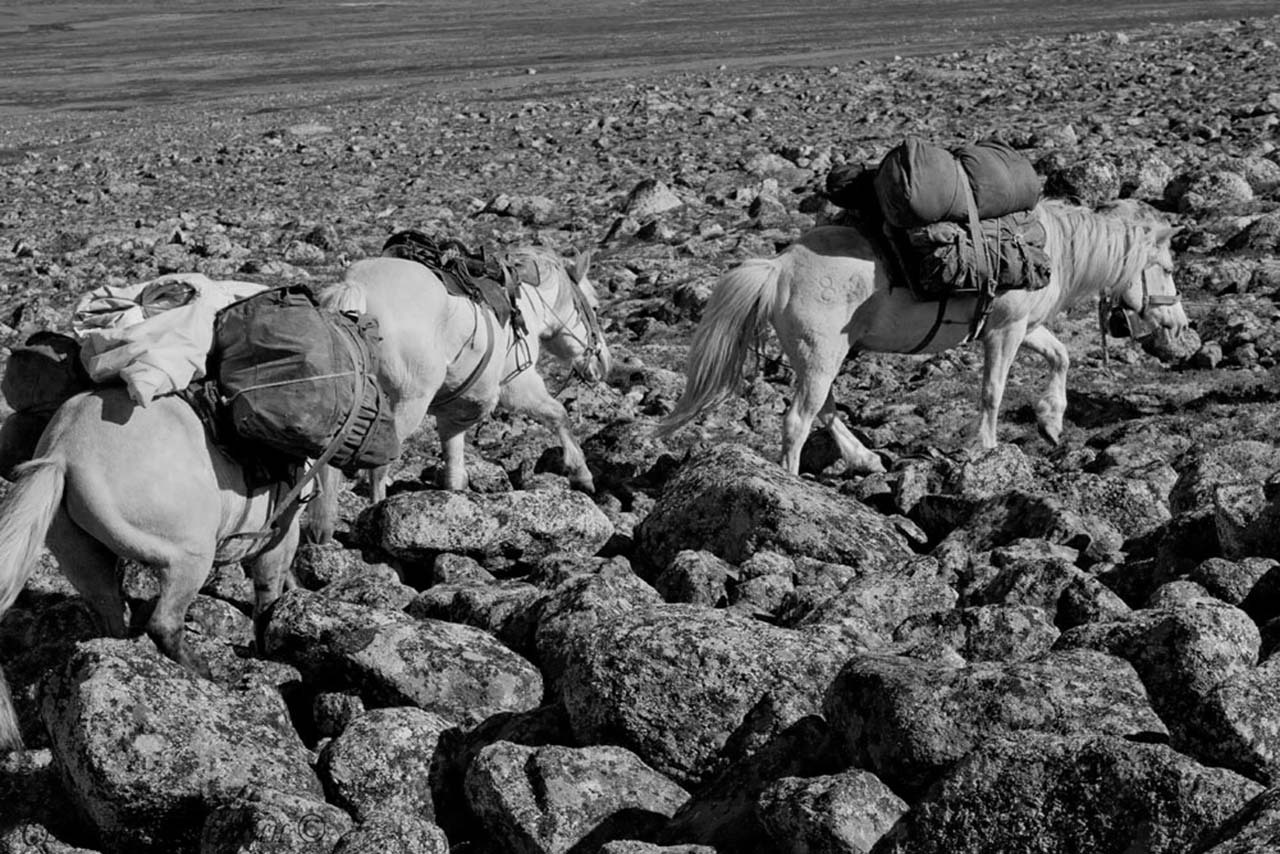 Караван якутских лошадей в предгорьях. Фото из свободных источников.