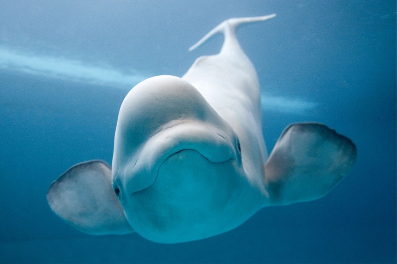 Белуха (лат. Delphinapterus leucas) — вид зубатых китов из семейства нарваловых.