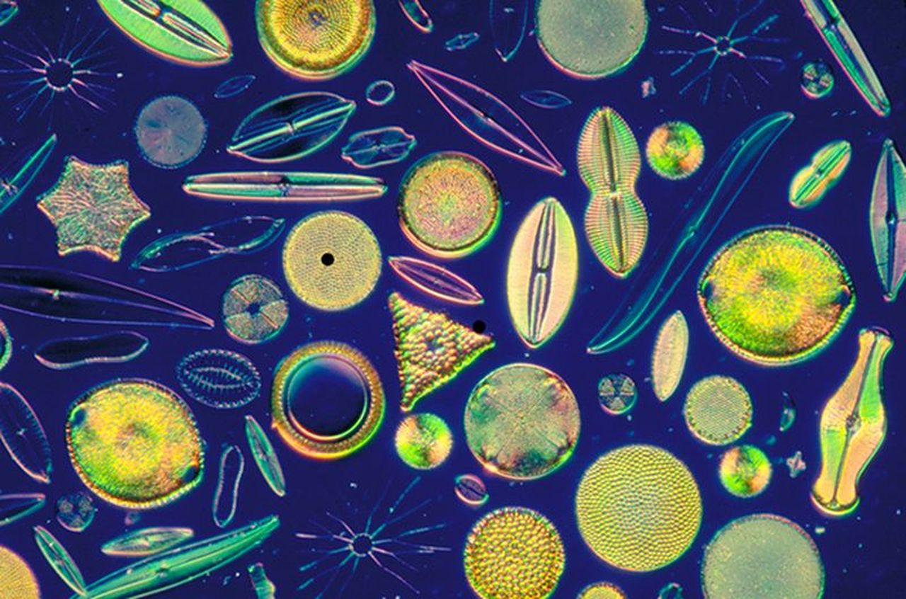 Диатомитовые водоросли под микроскопом.