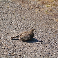 parshakov_fauna_003
