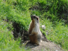 rodents_black-capped_marmot