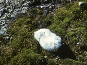 rodents_greenland_lemming