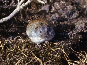 rodents_siberian_brown_lemming