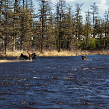 gallery_pitnet_ru_1433507143