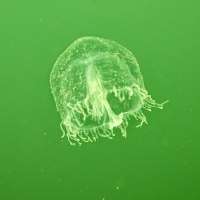 UMR_4641