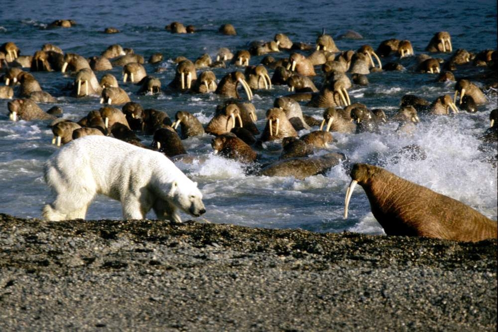 Остров Врангеля. Белый медведь на лежбище моржей. Разведка боем.