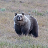 gallery_pitnet_ru_1418167620