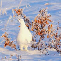 gallery_pitnet_ru_1419292024