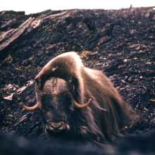 Овцебык, остров Врангеля, июнь 1980 года.