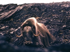 artiodactyls_muskox