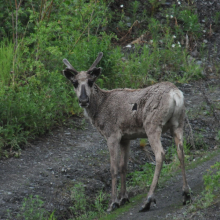 Молодой северный олень в верховьях Колымы, 25.06. 2011 год.