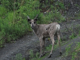 artiodactyls_reindeer