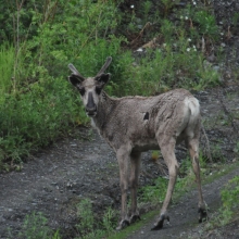 Молодой северный олень в верховьях Колымы, 25.06. 2011 год.