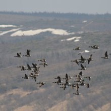 Американские казарки, Ольская лагуна, 30.05. 2011 год.