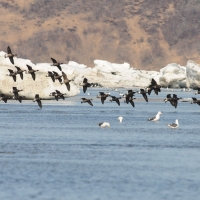 Американские казарки, Ольская лагуна, 24.05. 2012 год.