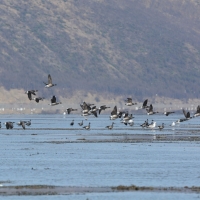 Американские казарки, Ольская лагуна, 24.05. 2012 год.