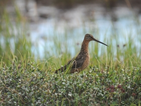 bird_bekas_veretennik