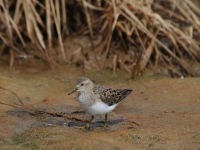 bird_belokhvostyy_pesochnik