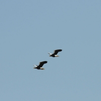 Белоплечие орланы. Устье реки Ола, 14.05. 2011 год.
