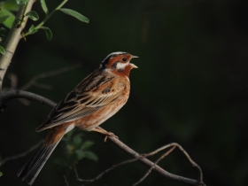 bird_beloshapochnaya_ovsyanka