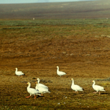 Белые гуси на пути в Тундру Академии, остров Врангеля, июль 1977 года.