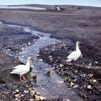 Пара белых гусей с выводком, остров Врангеля, июль 1977 года.