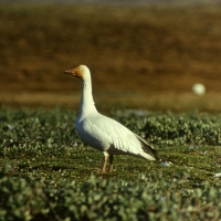Самец белого гуся у гнезда,остров Врангеля, июнь 1977 года.