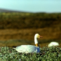 Самка белого гуся с американским ошейником, остров Врангеля, июнь 1977 года.