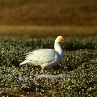 Самка белого гуся у гнезда, остров Врангеля, июль 1977 года.