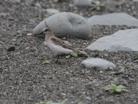 bird_berdov_pesochnik