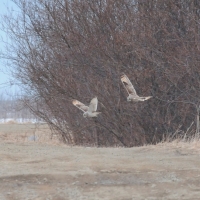 Болотные совы на окраине Олы, 3.05.2015 год.
